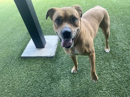 THUMPER - Labrador Retriever for adoption in Garland