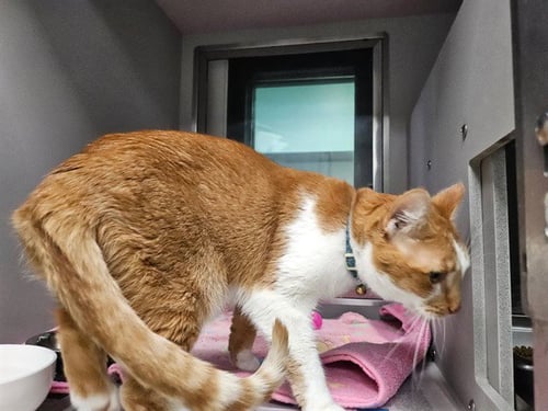 TWINKIE - Domestic Short Hair available for adoption
