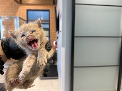 THE TICKLE MONSTER - Domestic Short Hair available for adoption