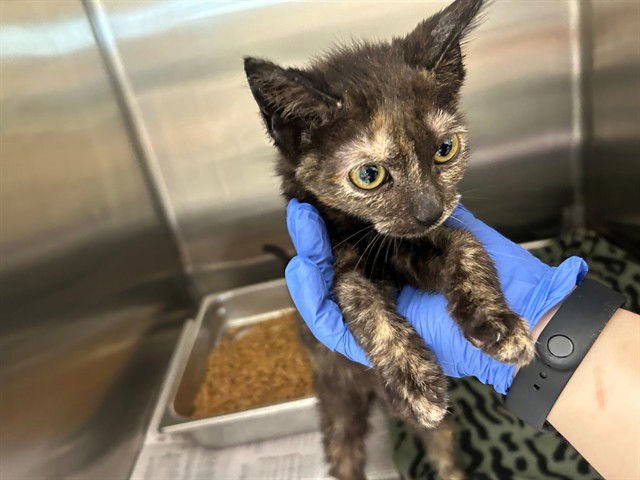 LUCY - Domestic Short Hair available for adoption