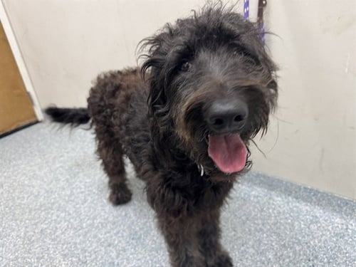 MELLY - Poodle (Standard) / Labrador Retriever available for adoption