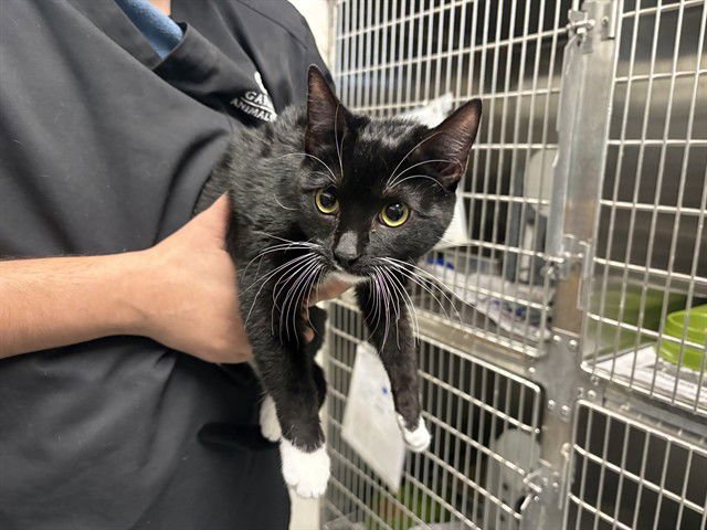 KIKI - Domestic Short Hair available for adoption