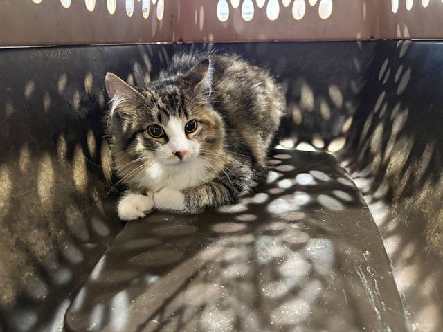 N'CHIPS - Domestic Long Hair available for adoption