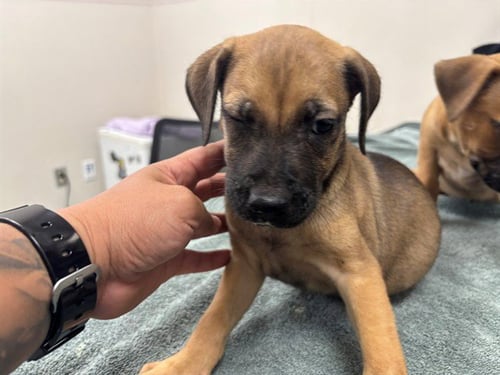 BEBE - German Shepherd Dog available for adoption