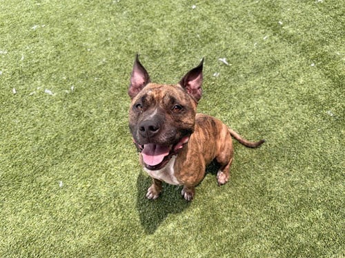 CENTER - Pit Bull Terrier for adoption in Garland