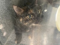 TEENY TINY - Photo 1