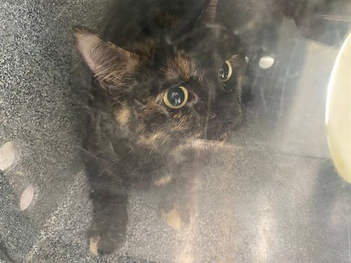 TEENY TINY - Domestic Short Hair for adoption in Garland
