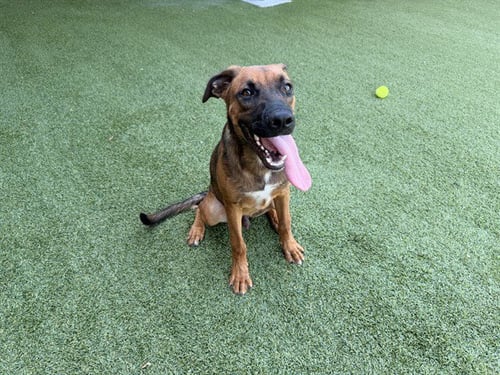 ARTHUR - Pit Bull Terrier available for adoption