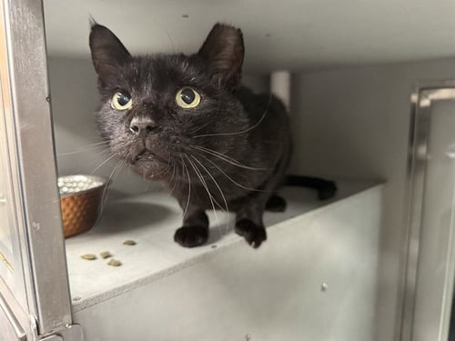 ARONDALE - Domestic Short Hair available for adoption