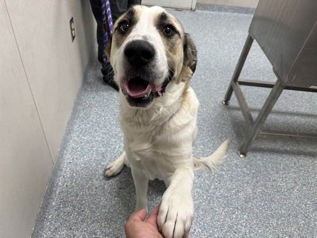 SUNNY - Great Pyrenees available for adoption