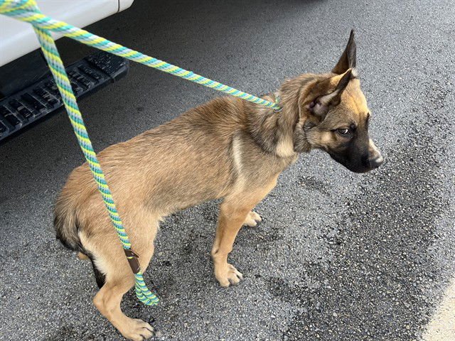 CHANCE - German Shepherd Dog available for adoption