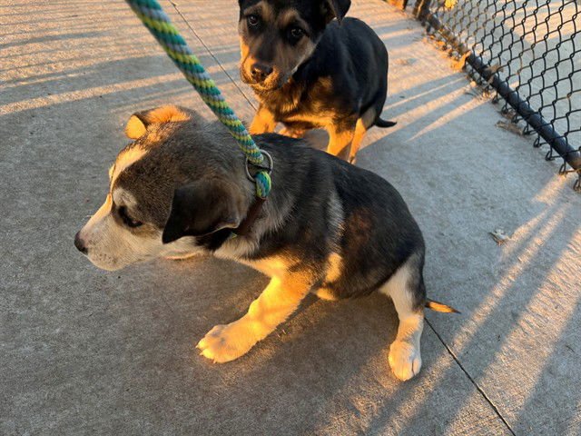 CHARISMA - German Shepherd Dog available for adoption