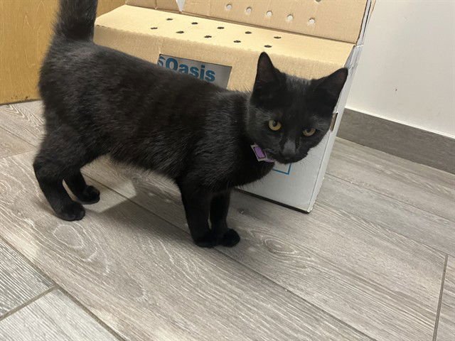 LUCA - Domestic Short Hair available for adoption