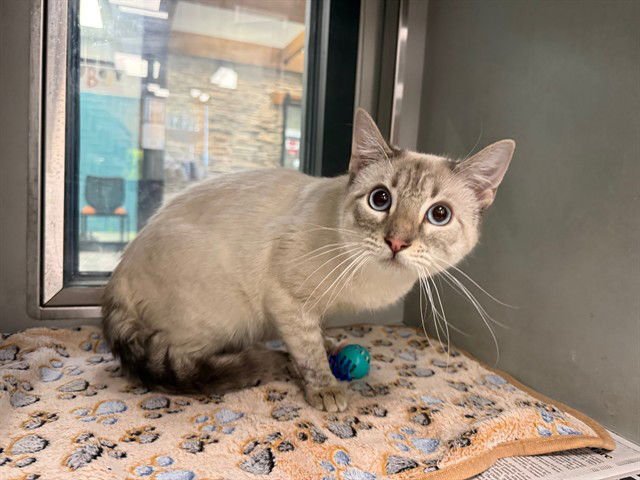 FELIX - Siamese / Domestic Short Hair available for adoption