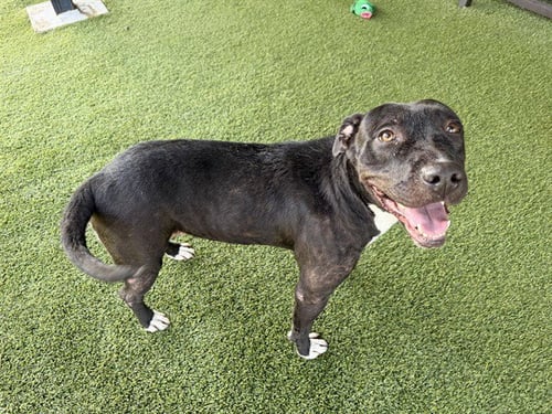 MISSNOGO - Pit Bull Terrier available for adoption