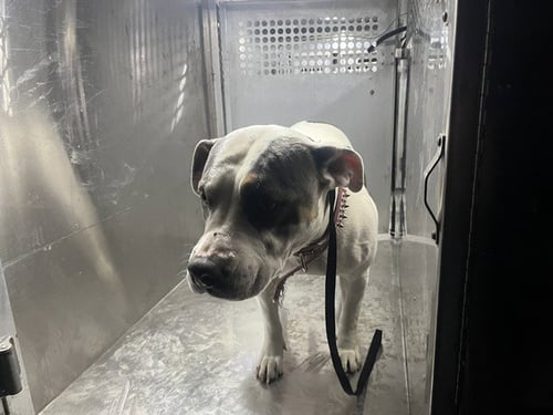 SUKI - American Pit Bull Terrier available for adoption