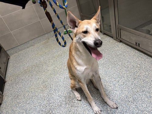 CAPPUCCINO - German Shepherd Dog available for adoption