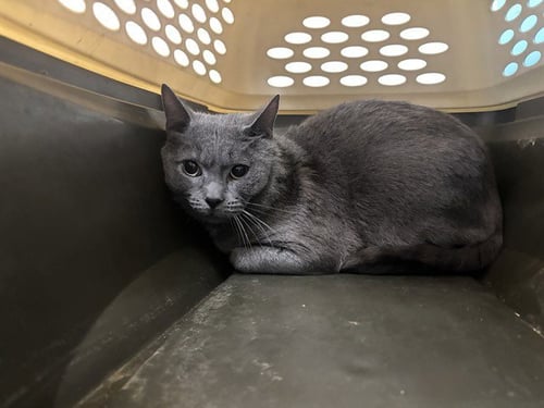 WALDO - Domestic Short Hair for adoption in Garland