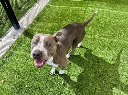 CHEESEY - Pit Bull Terrier available for adoption