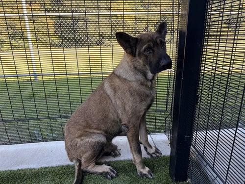 JAGER - German Shepherd Dog available for adoption