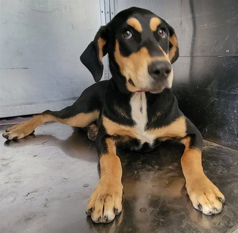 DOOBSIE - Doberman Pinscher available for adoption