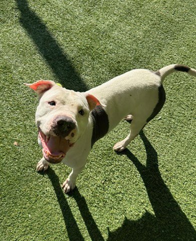 BARBECUE - Pit Bull Terrier available for adoption