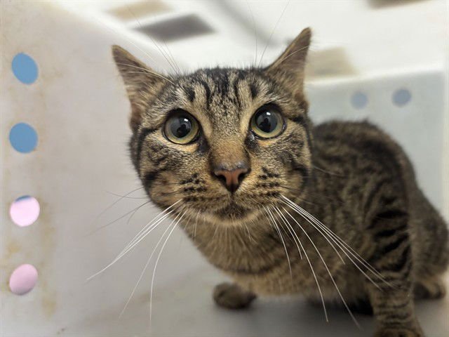 COMET - Domestic Short Hair available for adoption