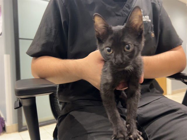 HAPPY FEET - Domestic Short Hair available for adoption