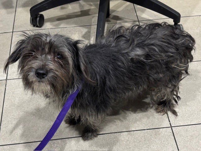 OAKS - Miniature Schnauzer available for adoption