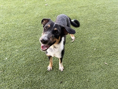 INARA - Australian Shepherd available for adoption