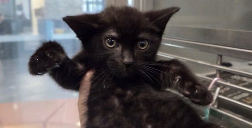 ANAKIN - Domestic Short Hair available for adoption