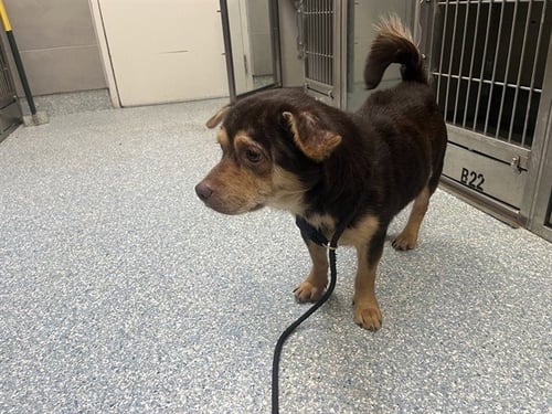 ROCKRUFF - German Shepherd Dog available for adoption