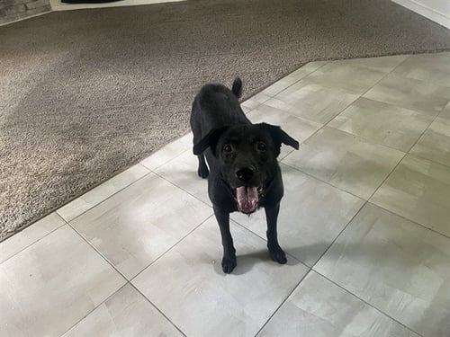 LUCKY - Labrador Retriever available for adoption