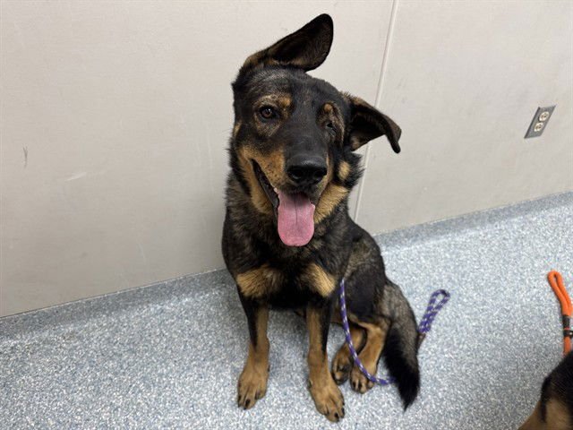 JERRY - German Shepherd Dog available for adoption