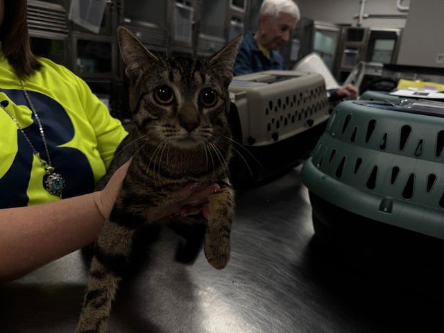 IRA - Domestic Short Hair available for adoption