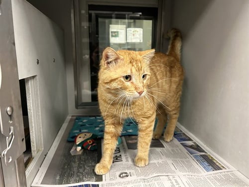 HENRY - Domestic Short Hair available for adoption