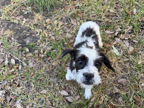 BRIANA - Border Terrier available for adoption