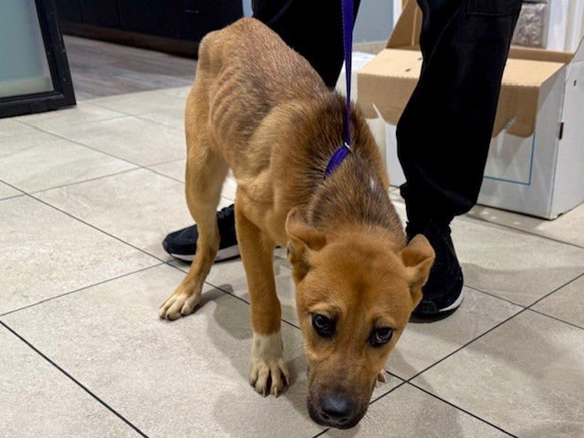 DOKJA - German Shepherd Dog available for adoption