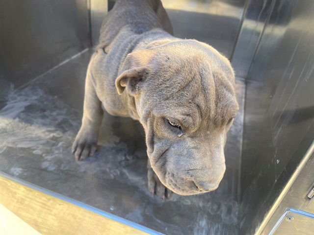 MAYWEATHER - Chinese Shar-Pei available for adoption