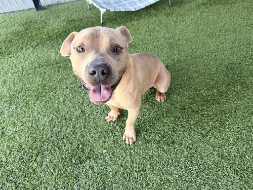 BEN - Pit Bull Terrier available for adoption