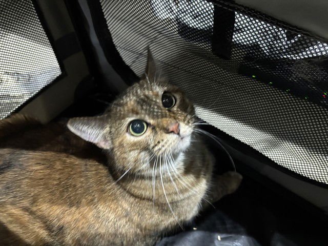 ROSE - Domestic Short Hair available for adoption