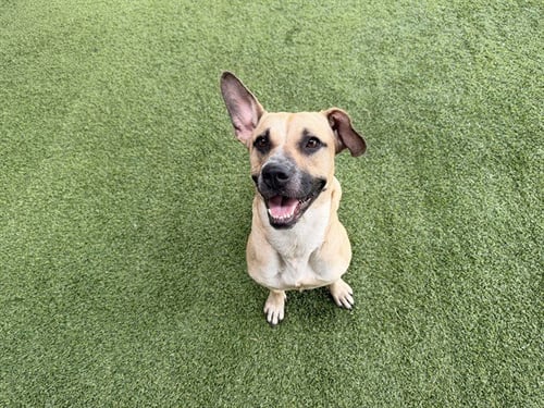 COOKIE - German Shepherd Dog available for adoption