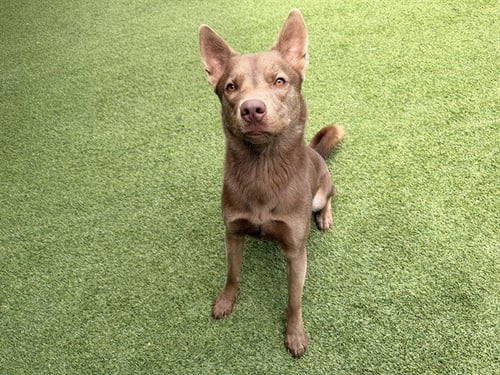 RENO - Australian Kelpie available for adoption