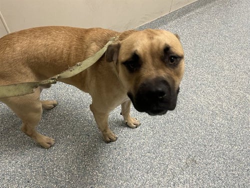 BENJI - Boxer / American Pit Bull Terrier available for adoption