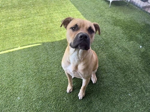 BENJI - Boxer / American Pit Bull Terrier available for adoption