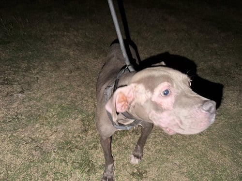 FIZZ - American Pit Bull Terrier available for adoption