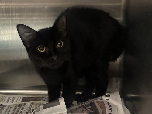 SNUGGS - Domestic Short Hair available for adoption