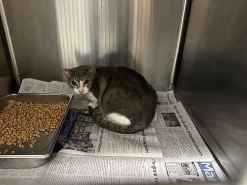 GEODE - Domestic Short Hair available for adoption