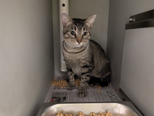 BERT RUM - Domestic Short Hair available for adoption