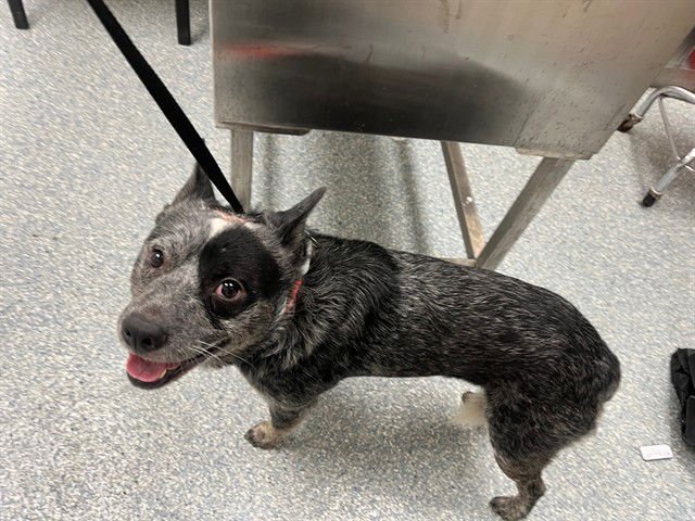 HOWDY - Australian Cattle Dog/Blue Heeler available for adoption